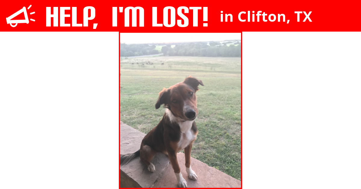 Lost Dog (Clifton, Texas) Maggie