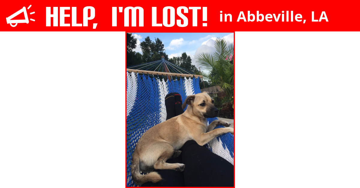 Lost Dog (Abbeville, Louisiana) Hazel
