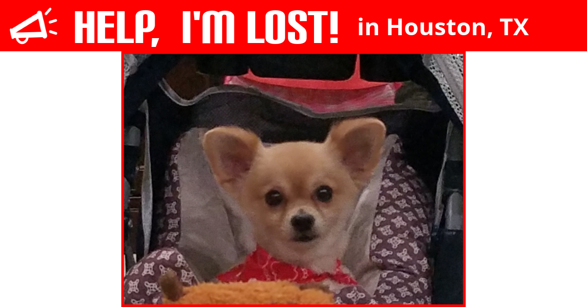 Lost Dog (Houston, Texas) Charlie