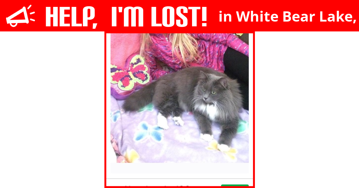 Lost Cat (White Bear Lake, Minnesota) Smoky