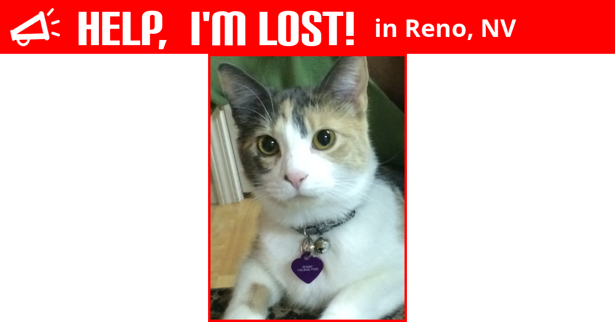 Lost Cat (Reno, Nevada) Nova