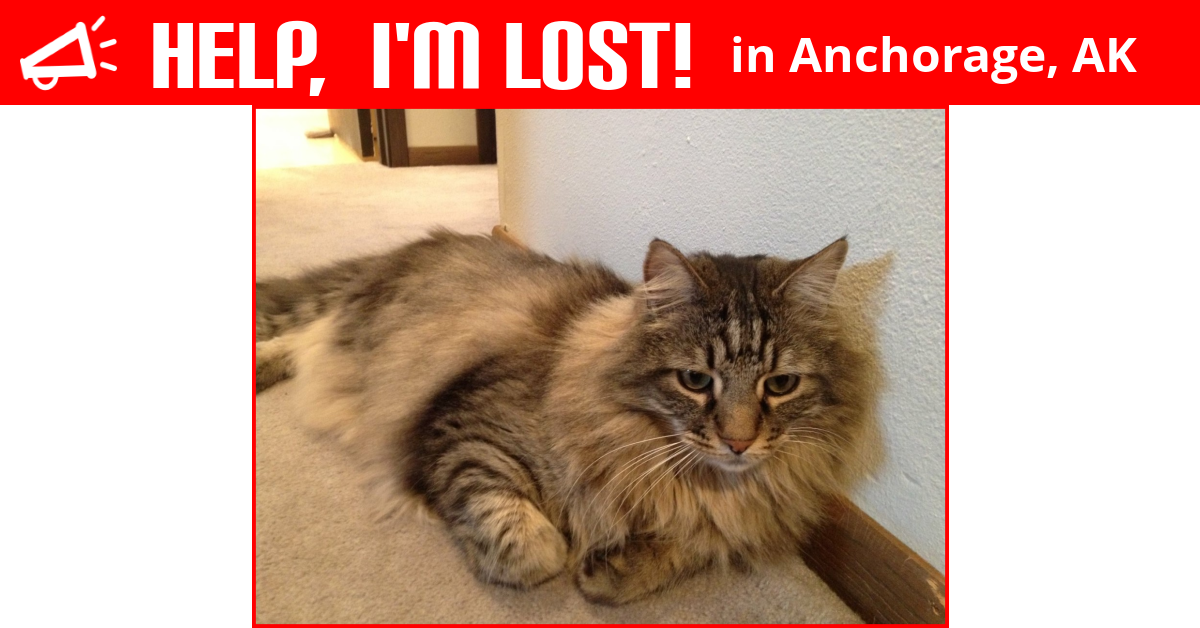 Lost Cat (Anchorage, Alaska) Kenai