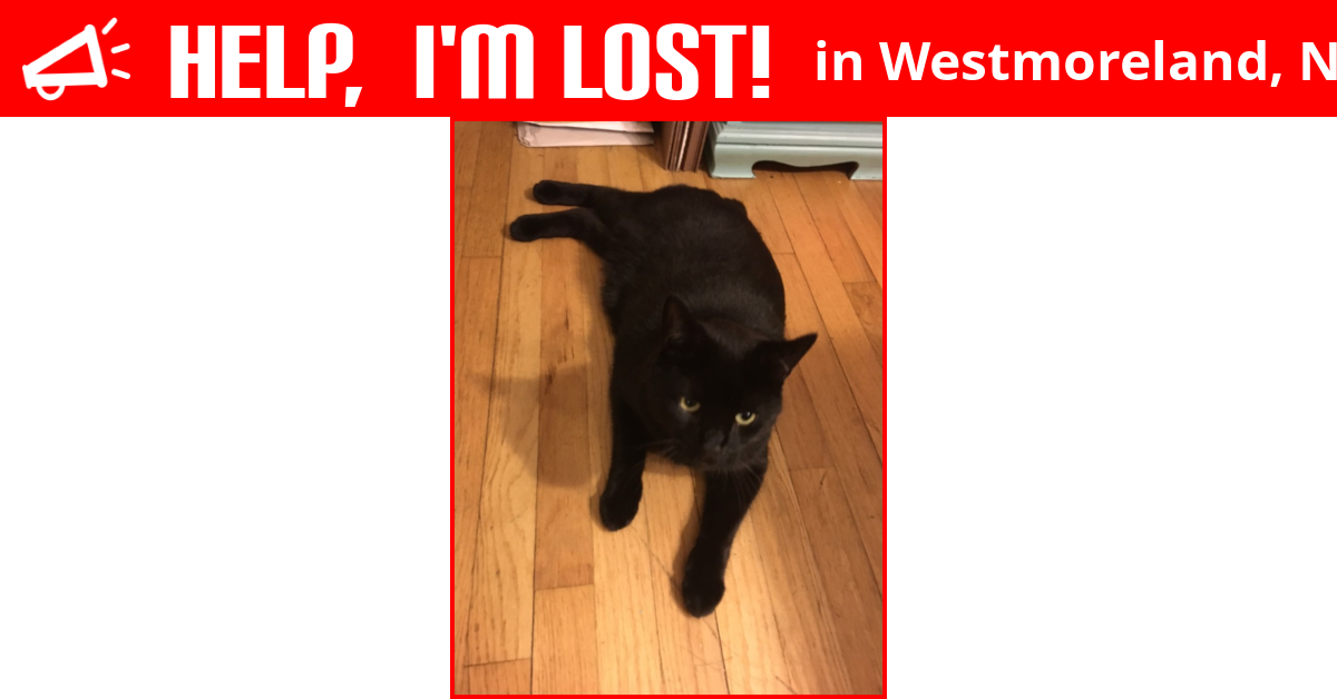 Lost Cat (Westmoreland, New Hampshire) Stubby