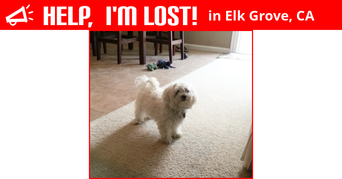 Lost Dog (Elk Grove, California) Daisy