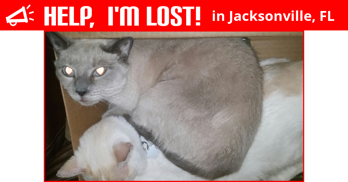 Lost Cat (Jacksonville, Florida) Penelope