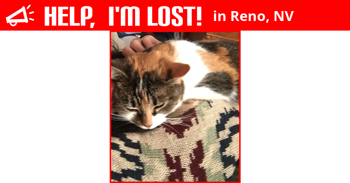 Lost Cat (Reno, Nevada) Phiffany