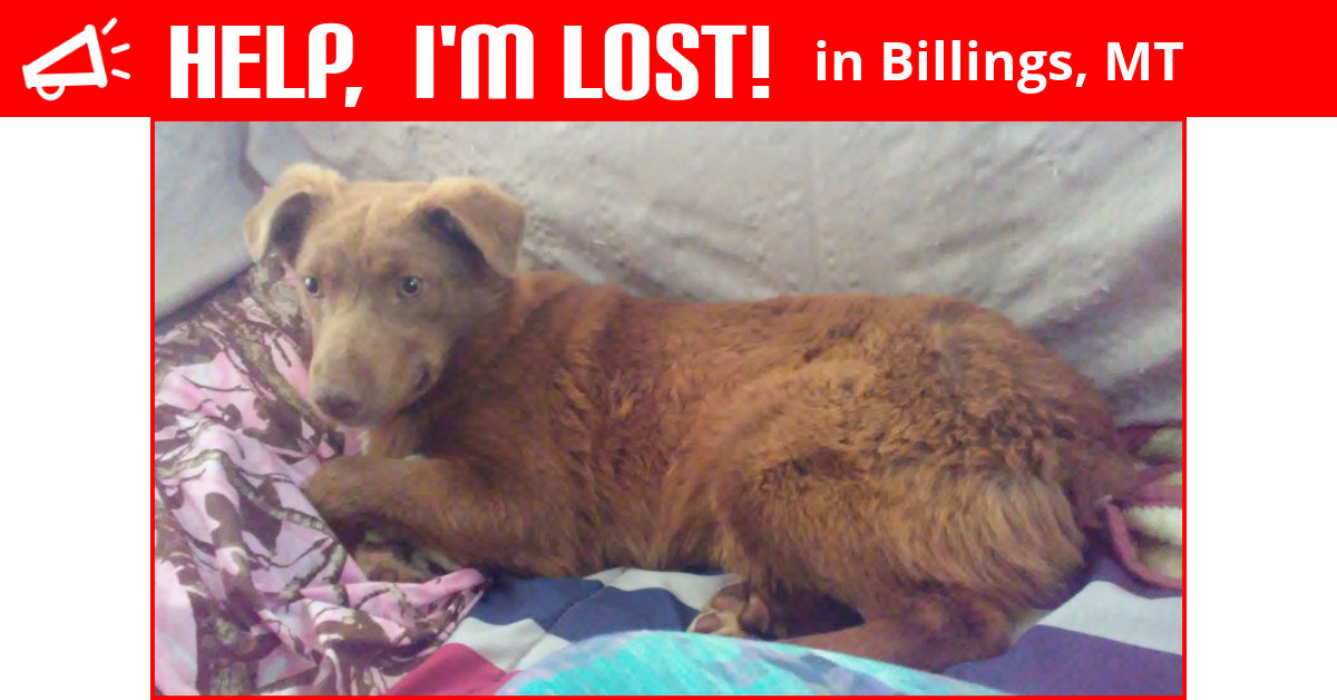 Lost Dog (Billings, Montana) Rusty