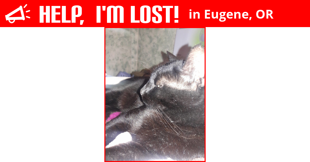 Lost Cat (Eugene, Oregon) Onyx