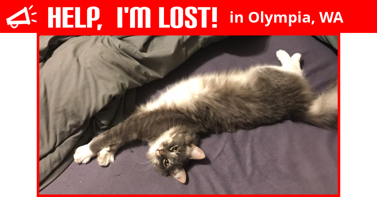 Lost Cat (Olympia, Washington) Monster