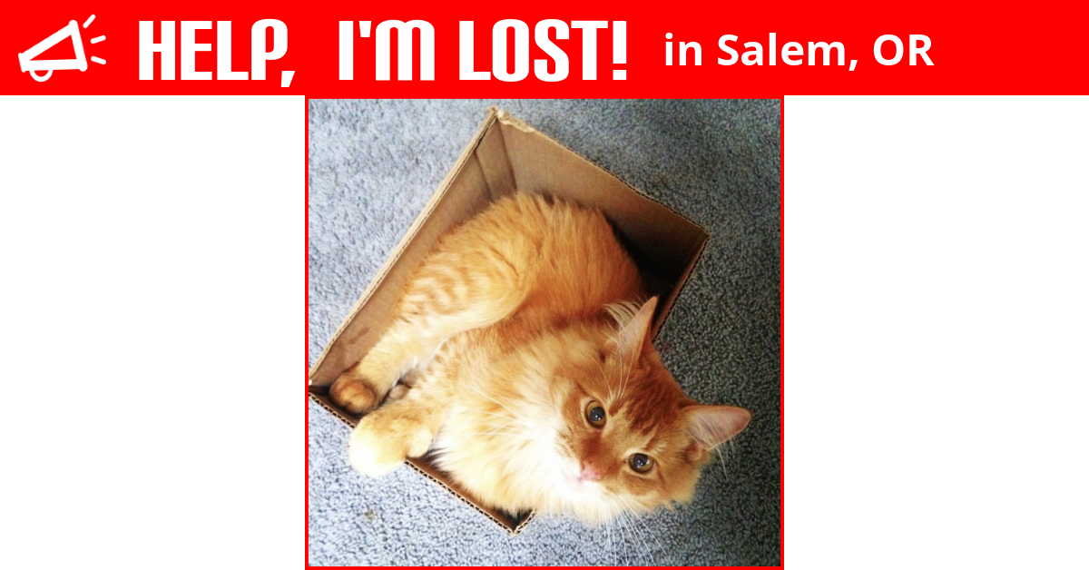 Lost Cat (Salem, Oregon) Walter