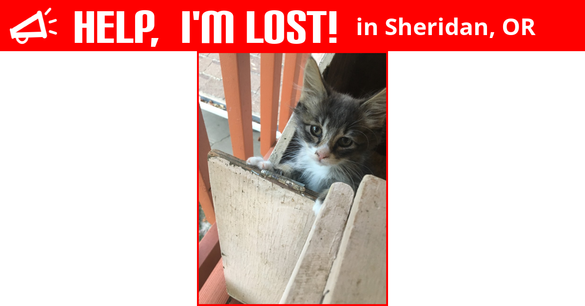 Lost Cat (Sheridan, Oregon) Hero