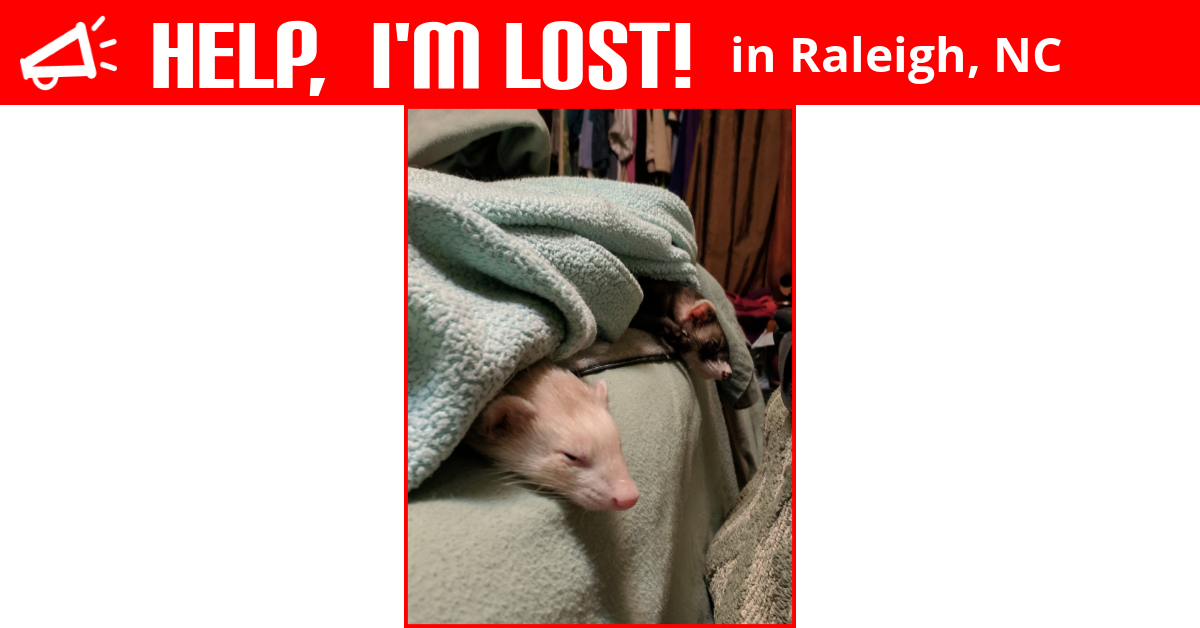 Lost Ferret (Raleigh, North Carolina) May