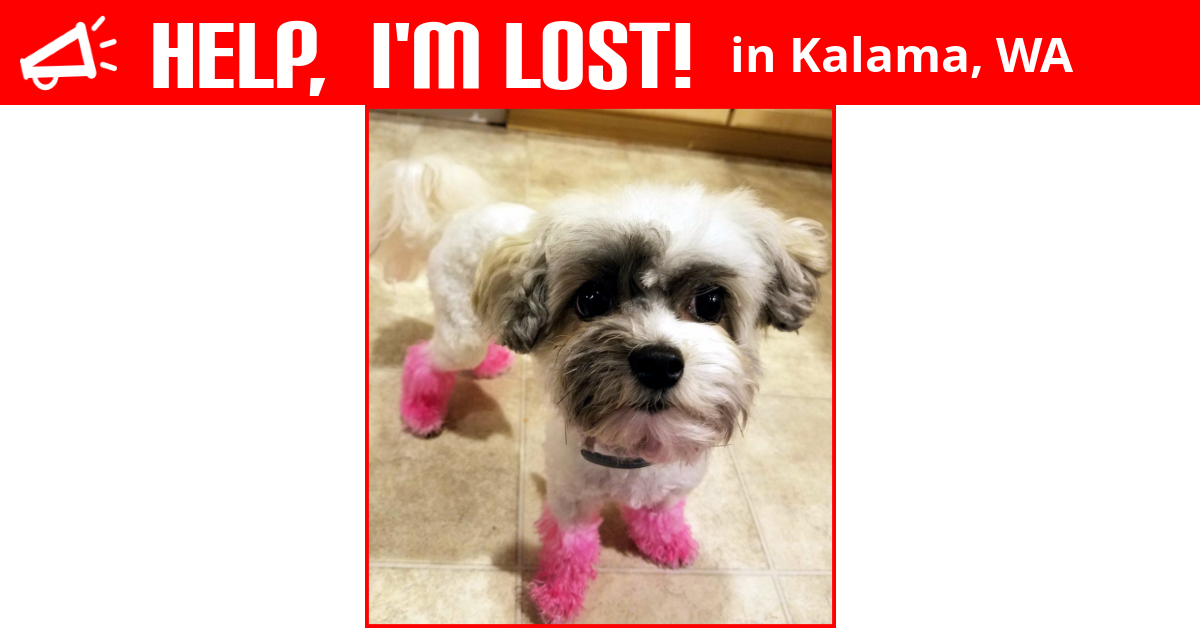 Lost Dog (Kalama, Washington) Josie