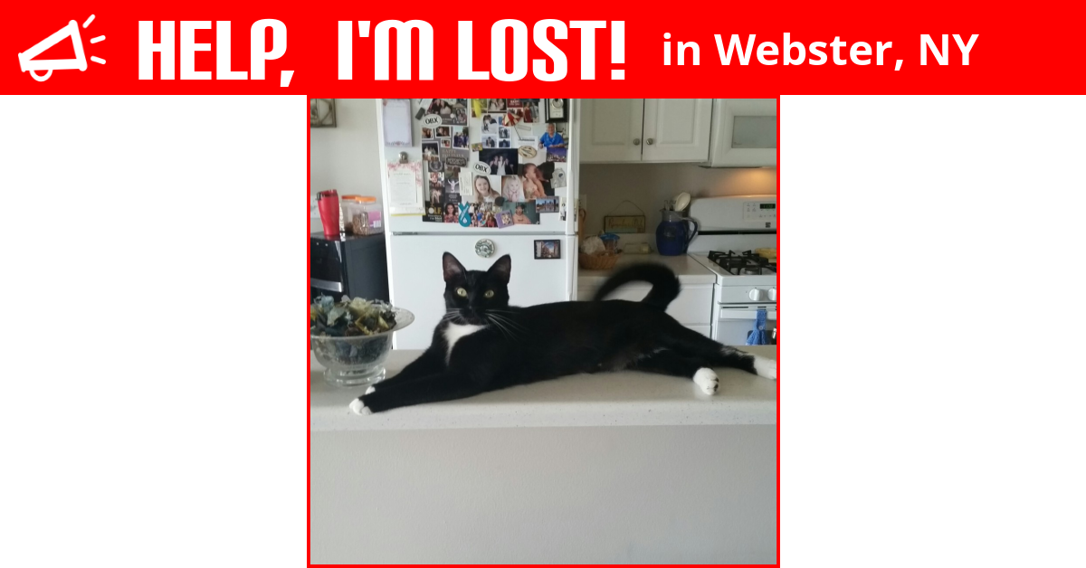 Lost Cat (ster, New York) Princess