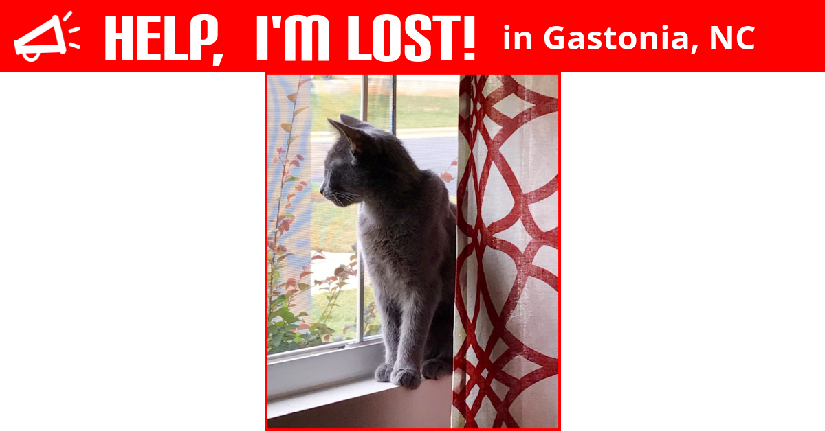 Lost Cat (Gastonia, North Carolina) Phoenix