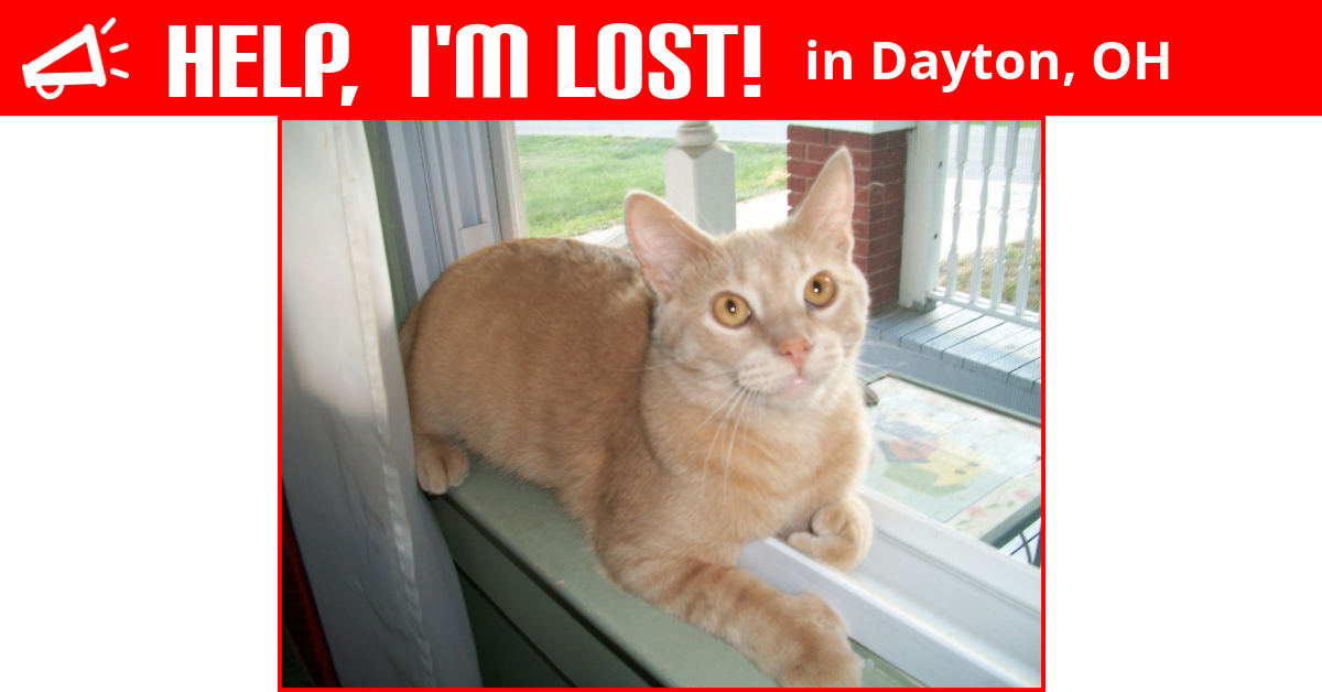 Lost Cat (Dayton, Ohio) Harry