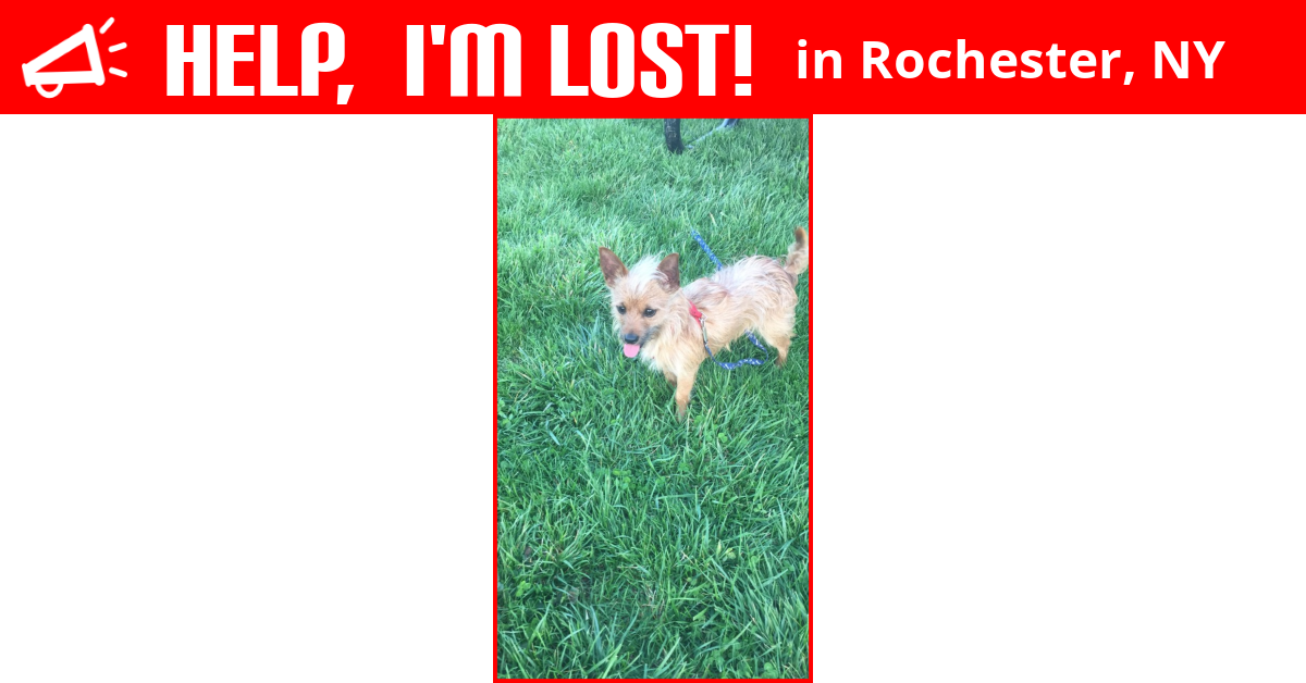 Lost Dog (Rochester, New York) Beamer