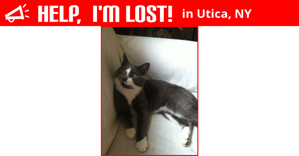 Lost Cat (Utica, New York) Mr Kitty