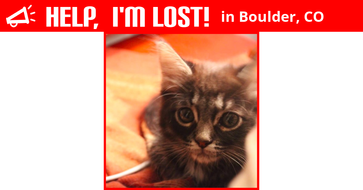 Lost Cat (Boulder, Colorado) Winston