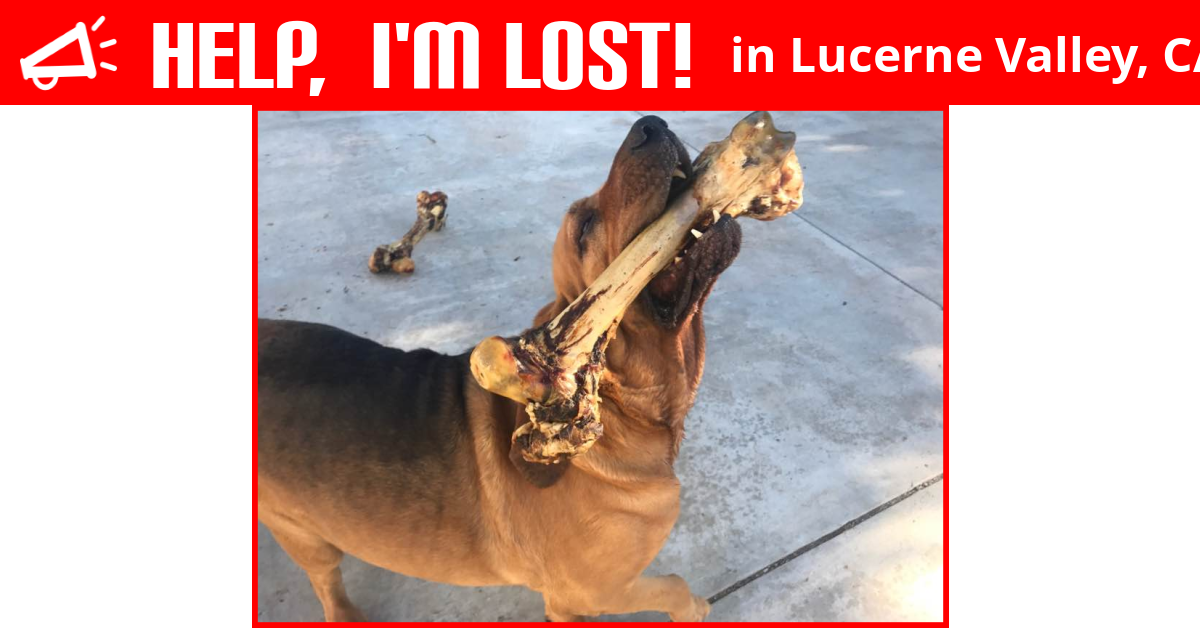 Lost Dog (Lucerne Valley, California) Bentley