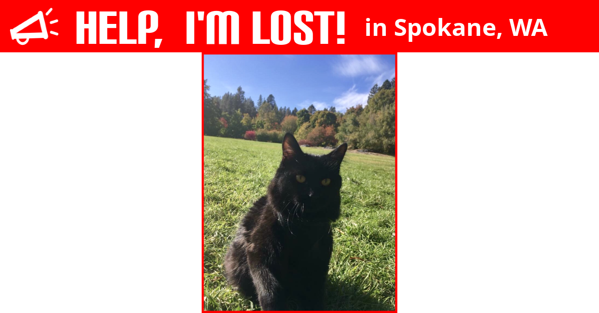 Lost Cat (Spokane, Washington) Gus