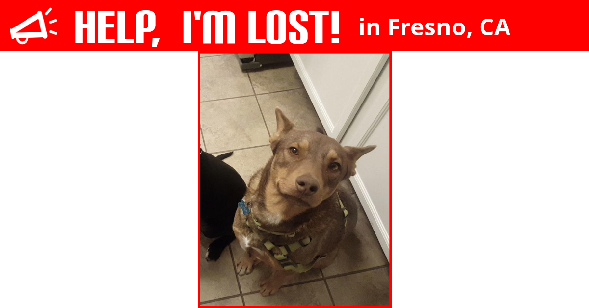 Lost Dog (Fresno, California) Kona