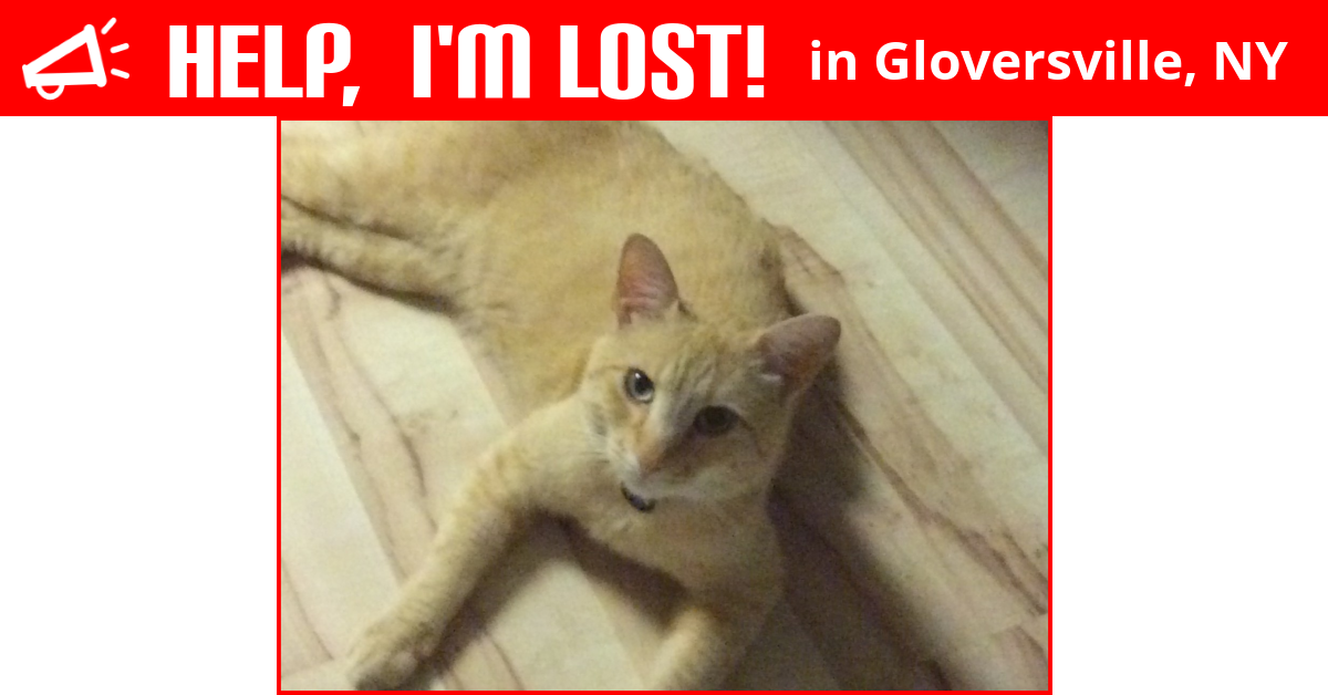 Lost Cat (Gloversville, New York) Wilson