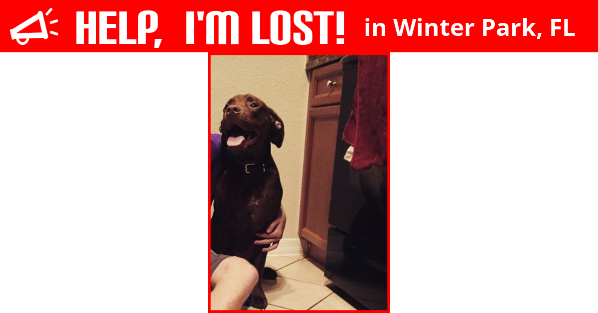 Lost Dog (Winter Park, Florida) Max