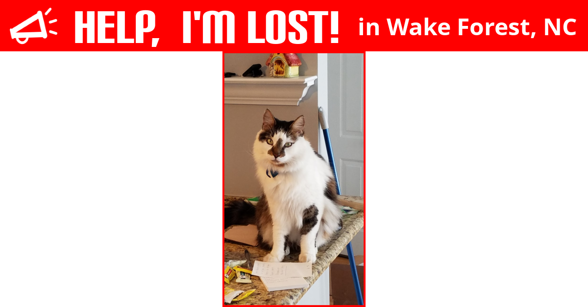Lost Cat (Wake Forest, North Carolina) Tiggy