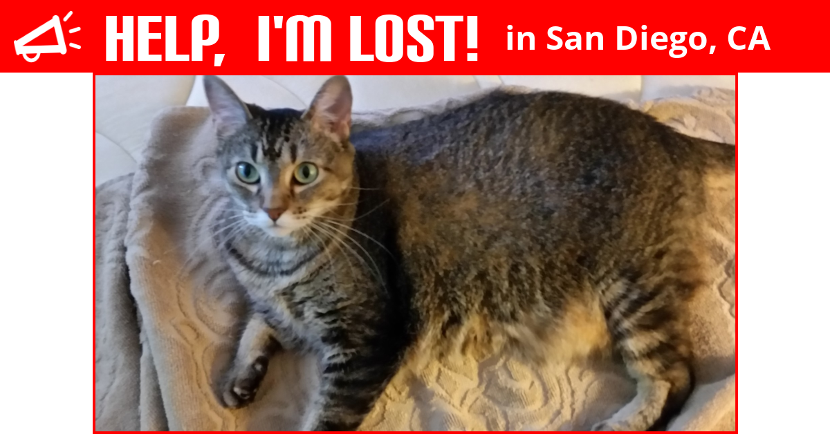 Lost Cat (San Diego, California) Callie