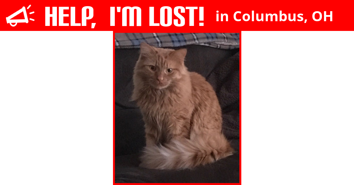 Entertaining Cat Declawing Prices Columbus Ohio Image