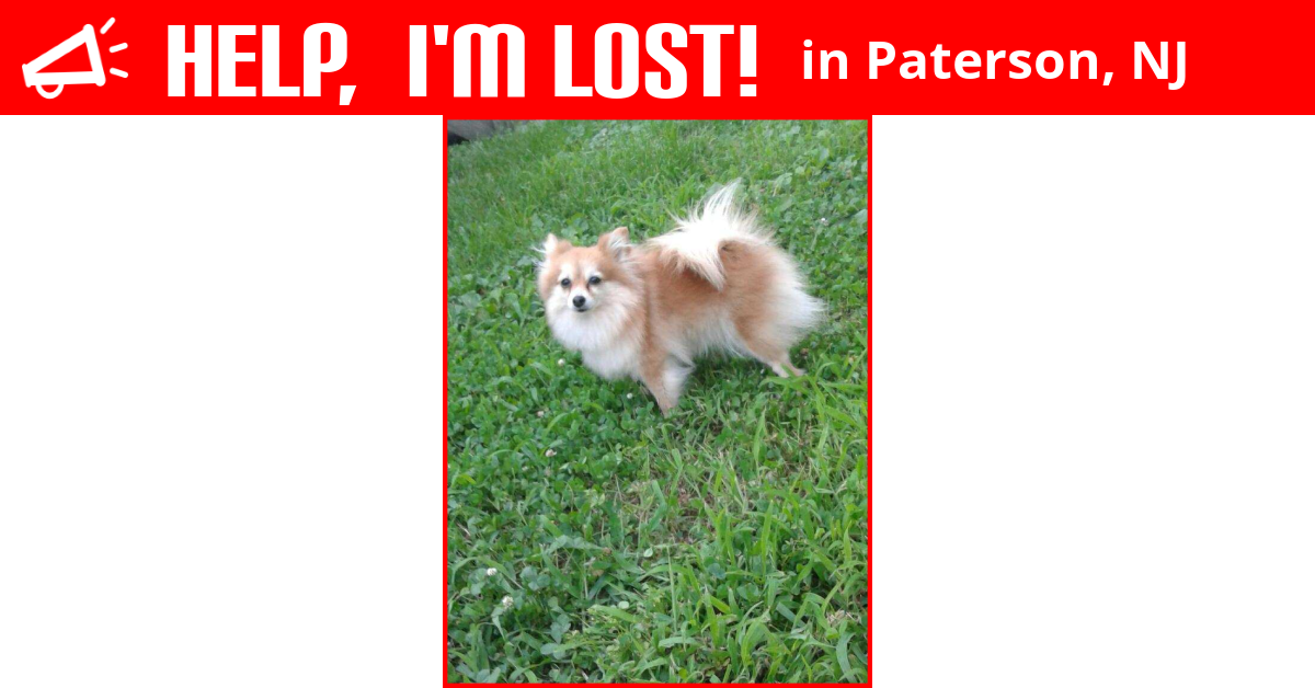 Lost Dog (Paterson, New Jersey) Roxy
