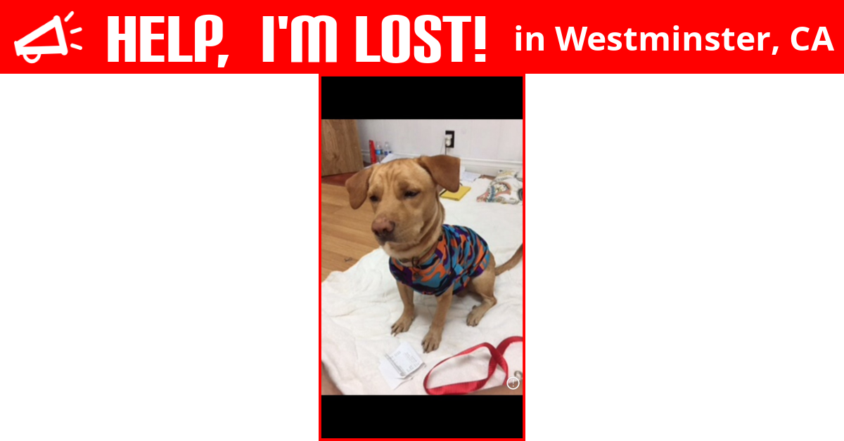Lost Dog (Westminster, California) For