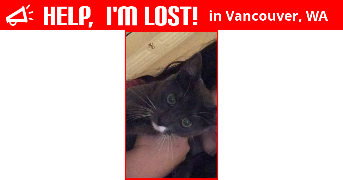 Lost Cat (Vancouver, Washington) Gregory