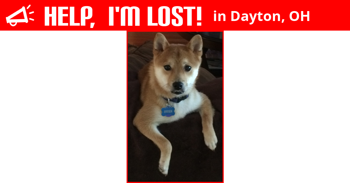 Lost Dog Dayton Ohio Duke