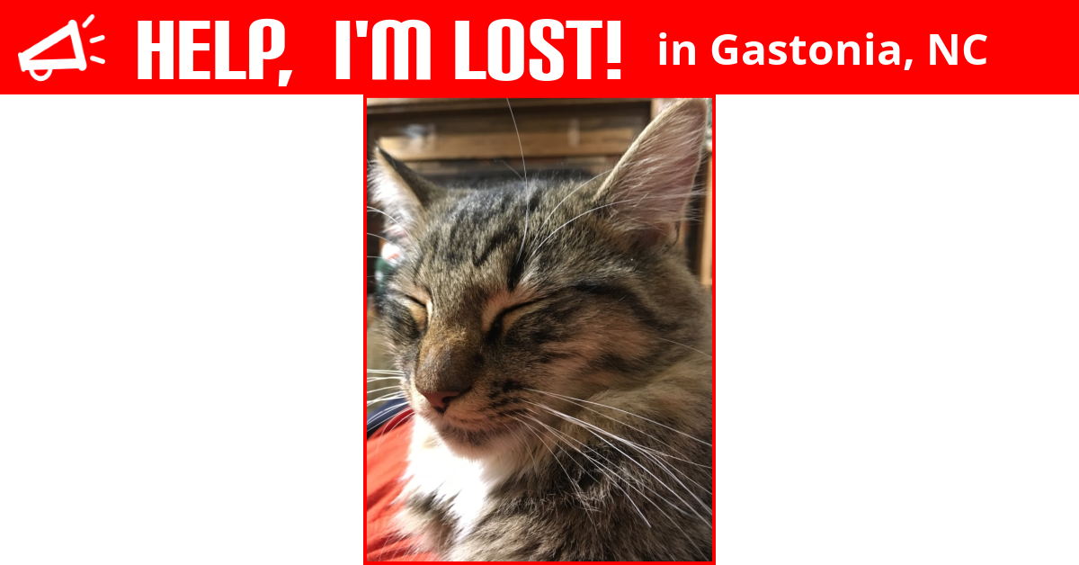 Lost Cat (Gastonia, North Carolina) Molly