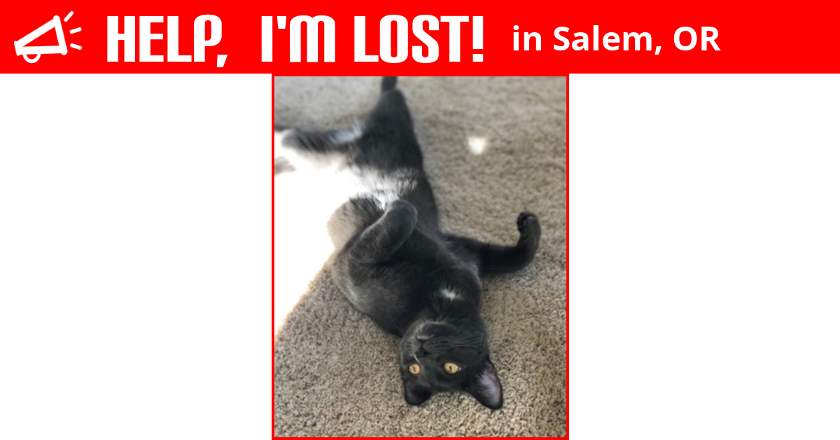 Lost Cat (Salem, Oregon) Juniper