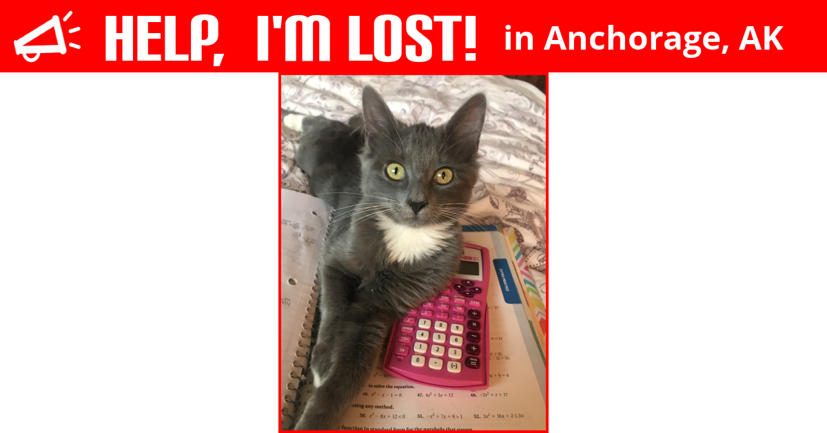 Lost Cat (Anchorage, Alaska) Meredith