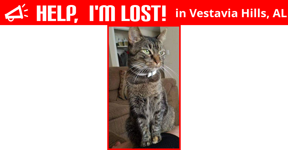 Lost Cat (Vestavia Hills, Alabama) Emma