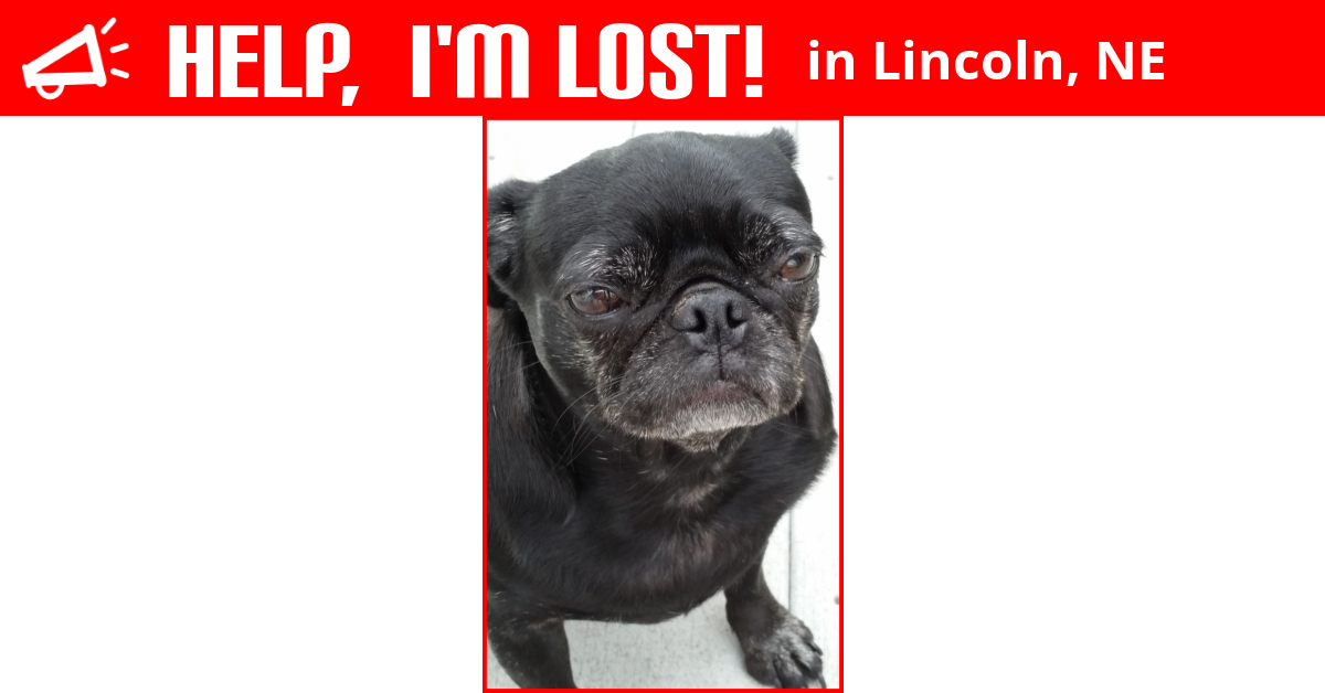 Lost Dog (Lincoln, Nebraska) Suzy