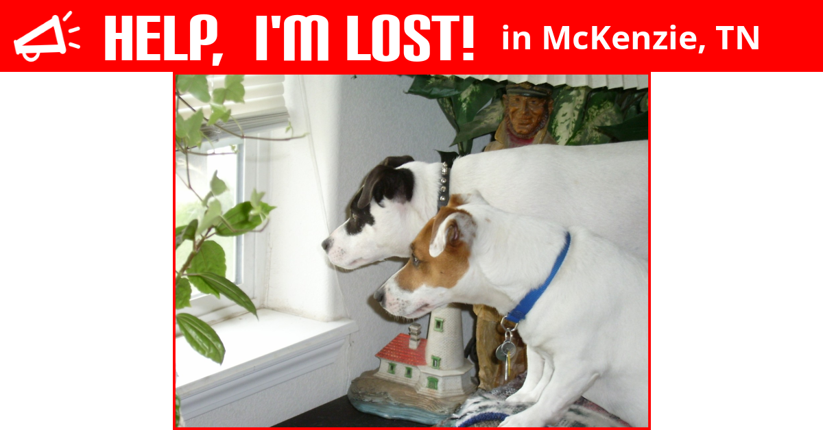 Lost Dog (McKenzie, Tennessee) Digger