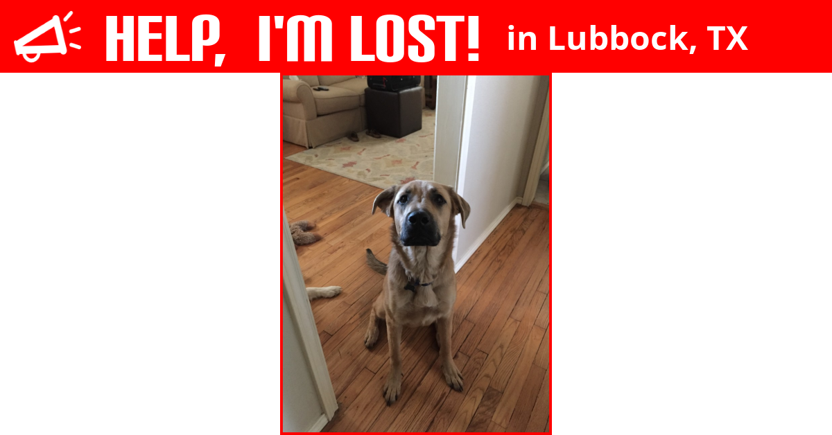 Lost Dog (Lubbock, Texas) - Eli