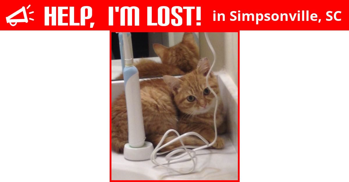 Lost Cat (Simpsonville, South Carolina) Nemo