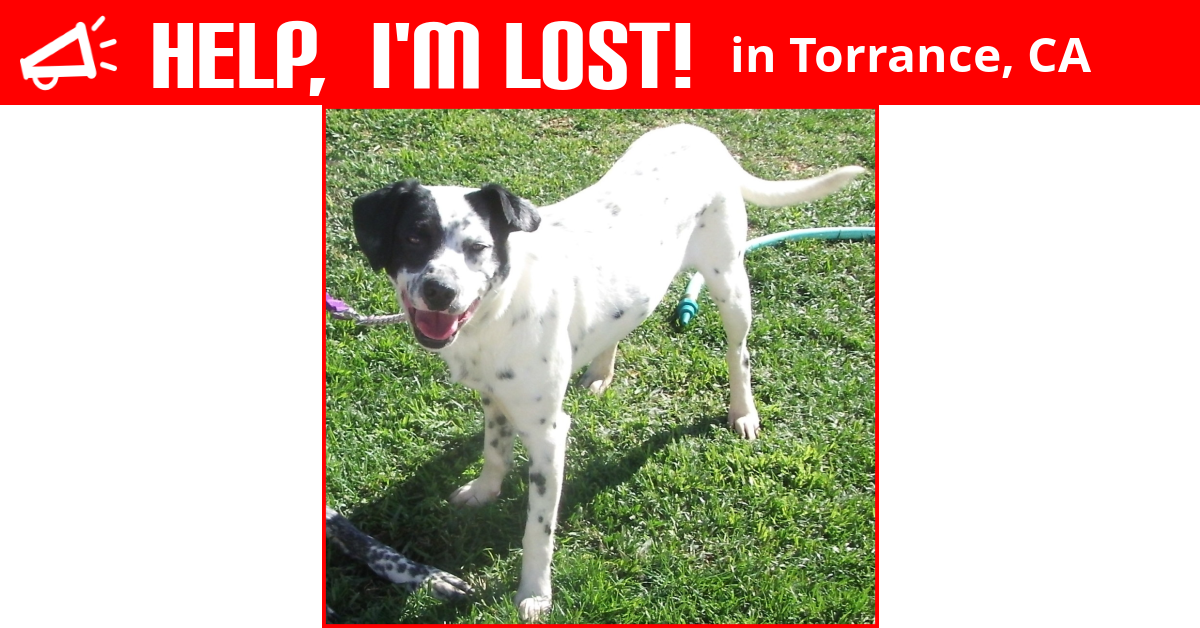 Lost Dog (Torrance, California) Birdie