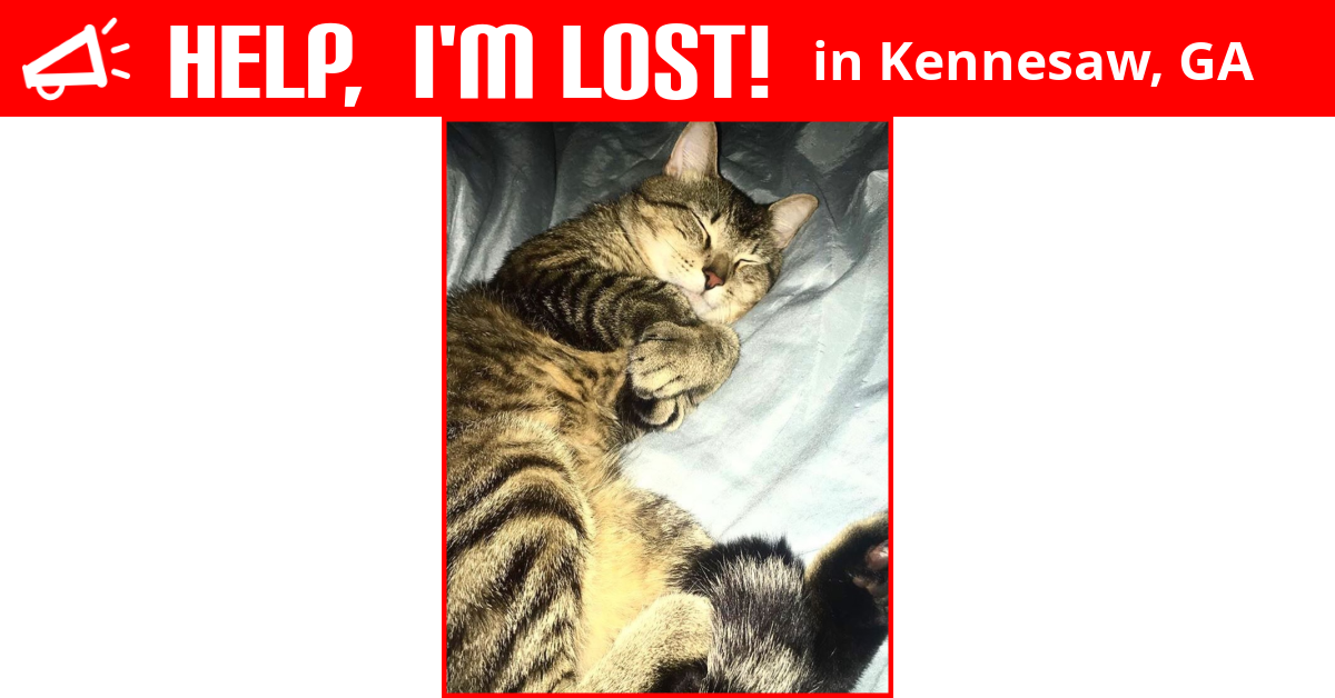 Lost Cat (Kennesaw, Loki