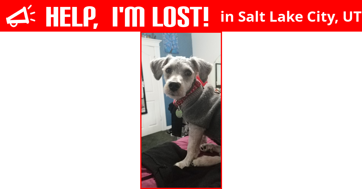 Lost Dog (Salt Lake City, Utah) Bruno