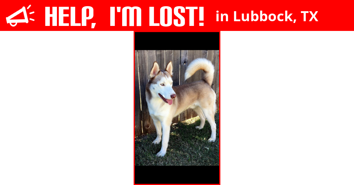 Lost Dog (Lubbock, Texas) Zeke