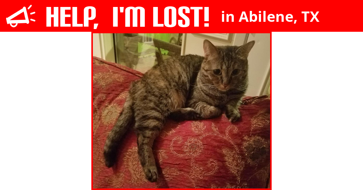 Lost Cat (Abilene, Texas) Hilton