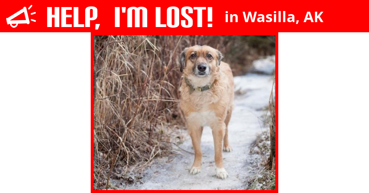 Lost Dog (Wasilla, Alaska) Chepito