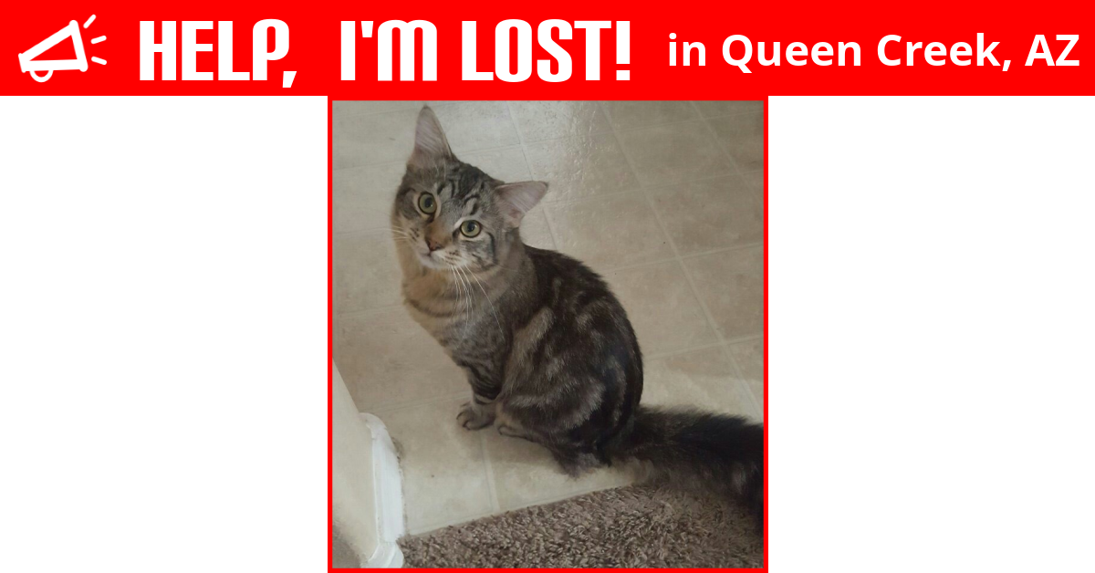 Lost Cat (Queen Creek, Arizona) Kai
